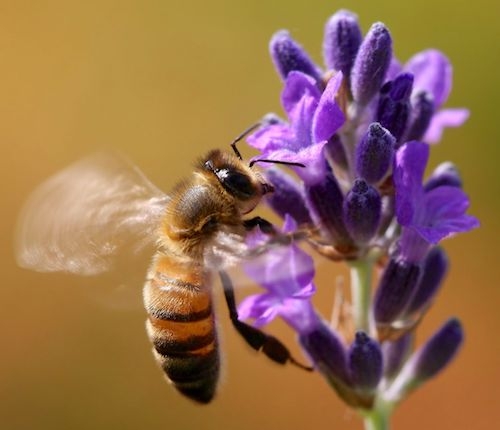 Honey bee in flight at a lavender flower