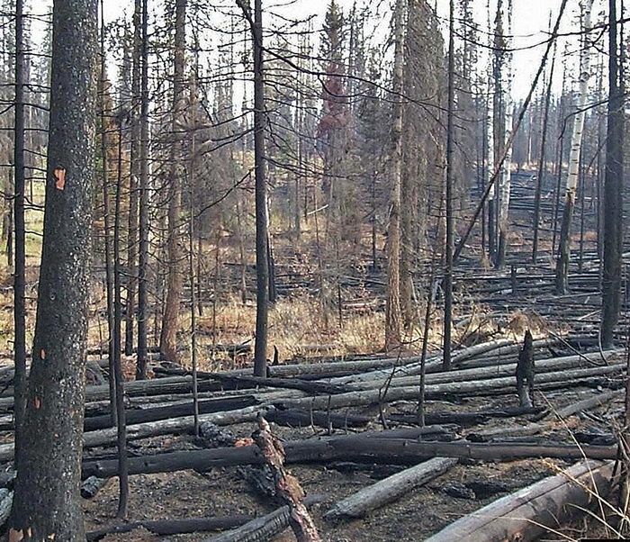 Image avec des arbres morts et tombés par le National Park Service.