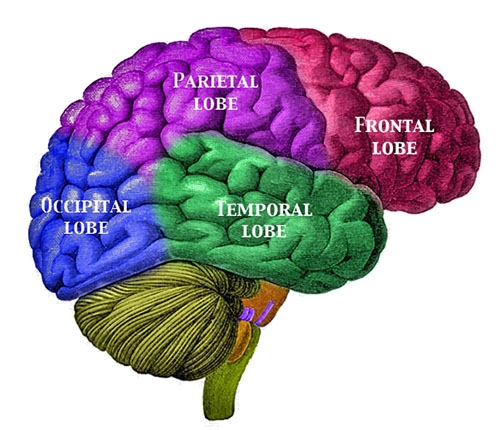 Labelled brain lobes