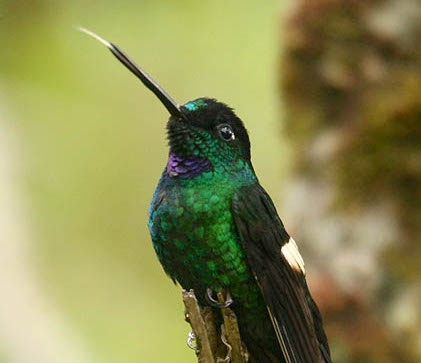 Buff-winged hummingbird