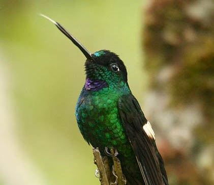 Fahlflügel-Andenkolibri Männchen