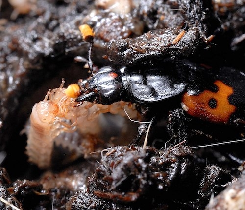 Burying beetle caring for young