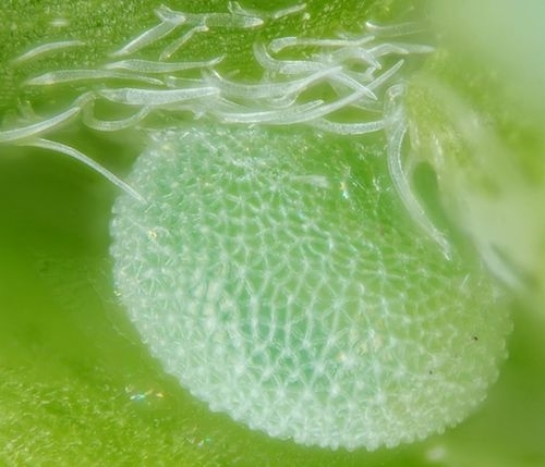 Caterpillar egg