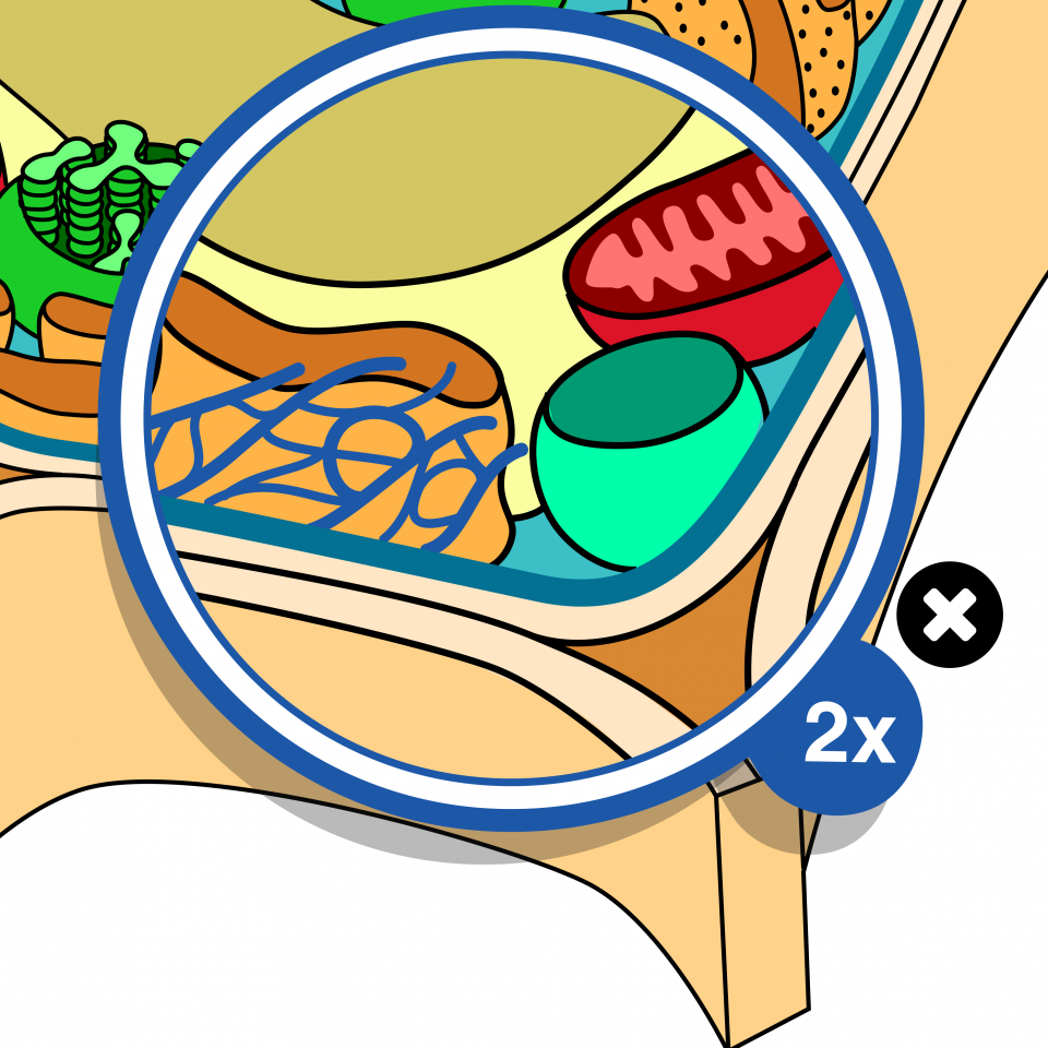 Cell anatomy game