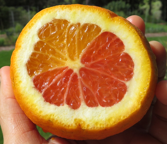 An orange sliced in half, showing that the inside has two different colors.