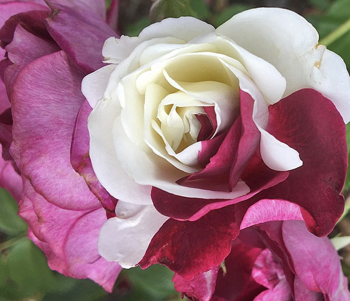 A close-up image of a rose, which is half-white and half-burgundy.