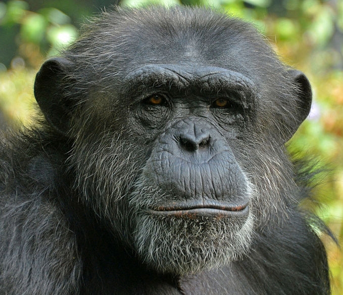 chimpanzee face ripping