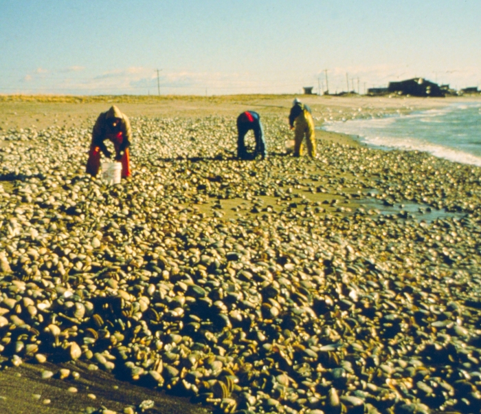 volunteers collect the dead clams from a beach after an oil spill