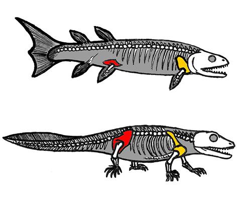 An illustration of fish and land tetrapods