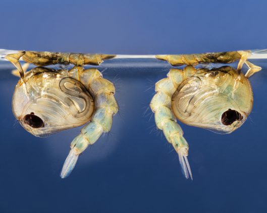 Two mosquito pupae floating just under the surface of the water