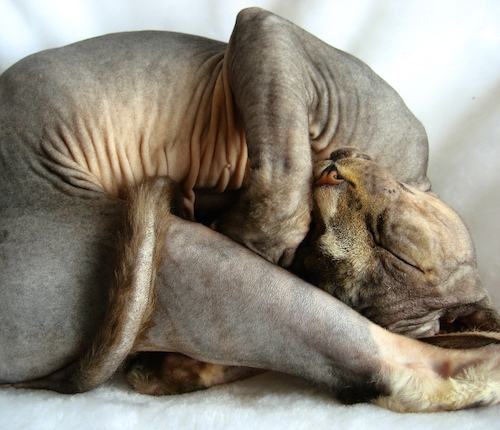 A sleeping hairless cat, image links to Top Questions page