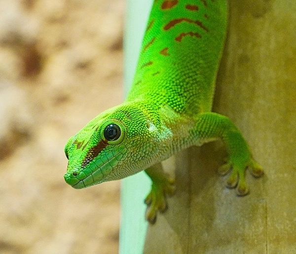 Un geco verde brillante che si attacca al muro con i suoi piedi