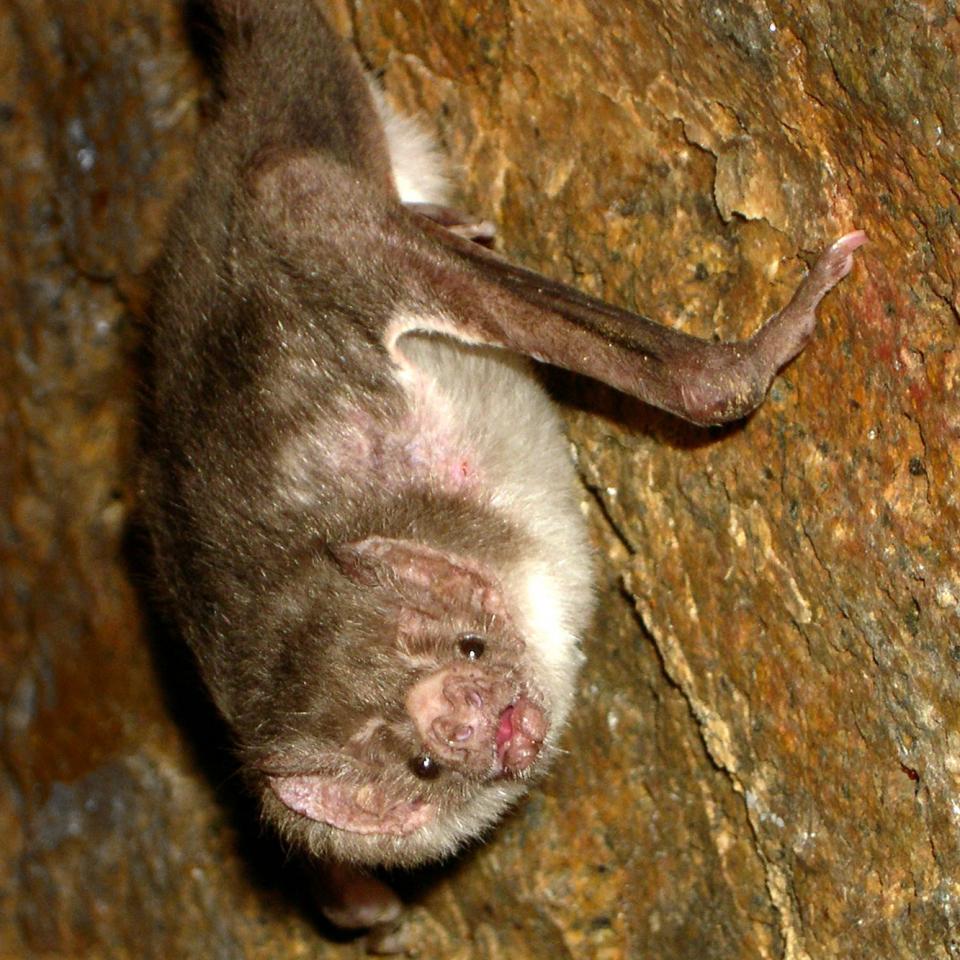 bat image