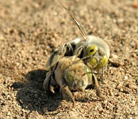 Male and female digger bee