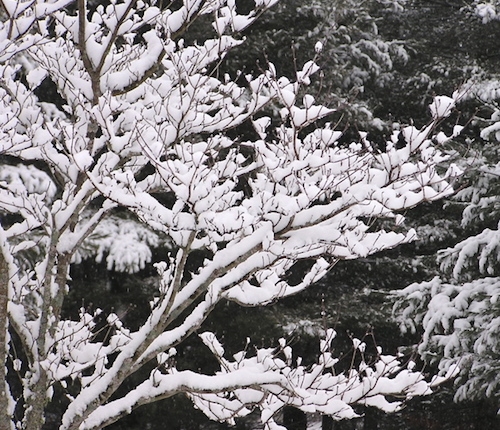 Dogwood tree covered in snow
