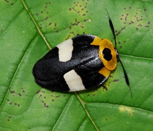 A colorful cockroach from Ecuador, with black, white, and yellow coloration