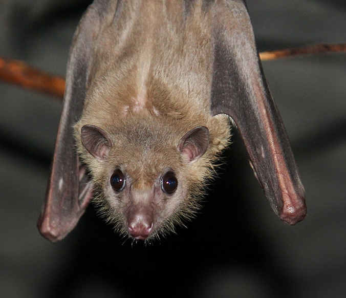 A fruit bat hanging from a perch, looking at the camera