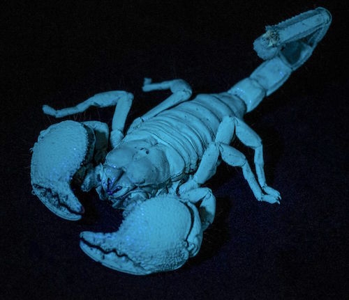 Emporer scorpion