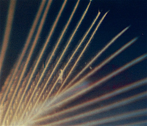 Zebrafink feather