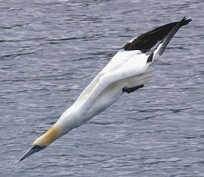 Gannet seabird diving