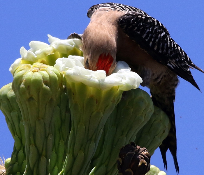 A gila woodpecker feeding on nectar from a saguaro fruit