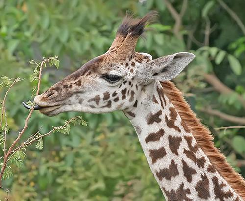Giraffe eating from a tree