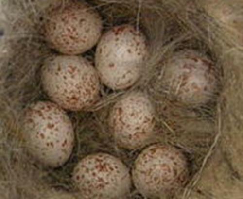 A nest full of bird eggs