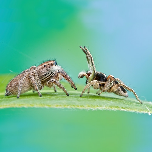 A male jumping spider tries to attract a female with his colors and dance moves.