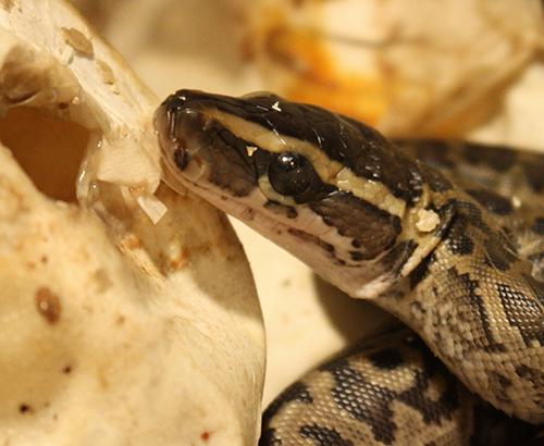 Hatchling python