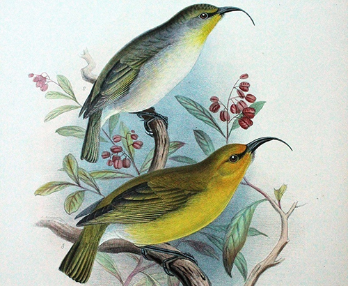 Kaua'i Nukupuu bird