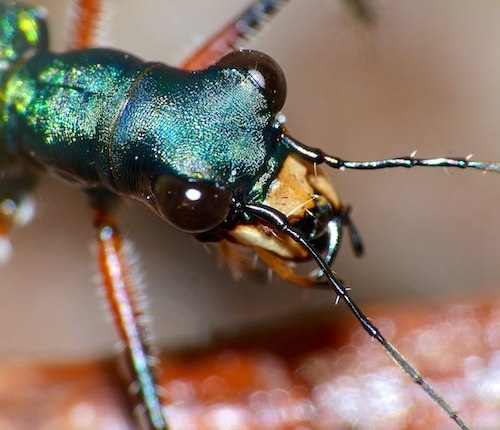 Tiger beetle face