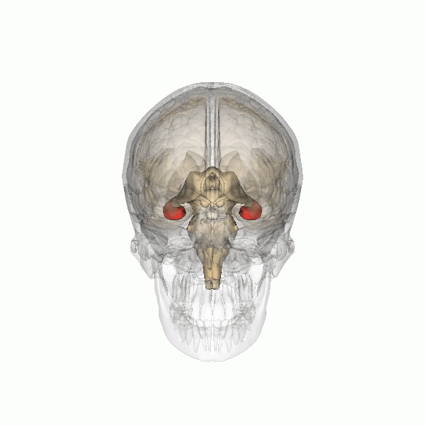 Head and skull image with hippocampus highlighted