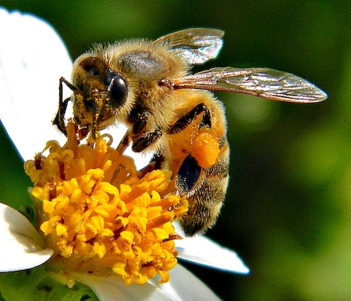 медоносне пчеле које сакупљају нектар