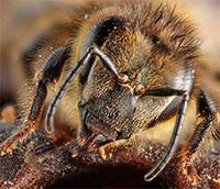 bee face close up