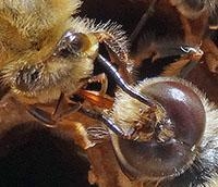 एक उद्भव होता हुआ ड्रोन एक श्रमिक मक्खी से पहला भोजन ग्रहण करते हुए 