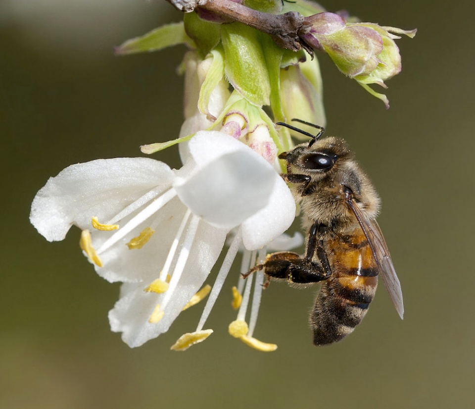 Honeybee on white flower
