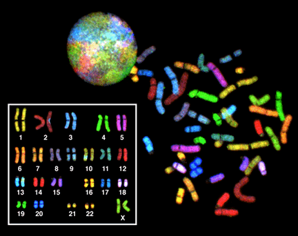 Human spectral karyotype