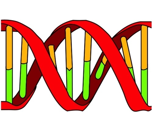 Ikon DNA menunjukkan heliks ganda dan basa nukleotida.