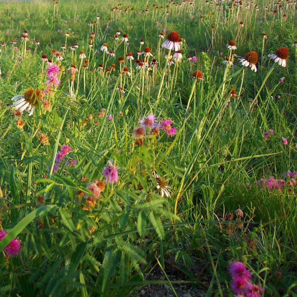 Prairie flowers