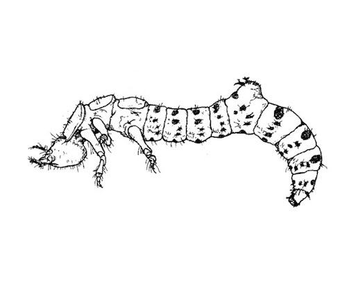 Tiger beetle larva