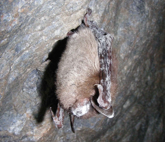 Little brown bat with white-nose syndrome fungus