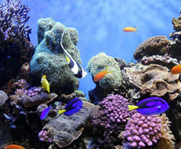 النظام البيئي للشعاب المرجانية