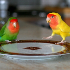 Yellow and green peach-faced lovebirds