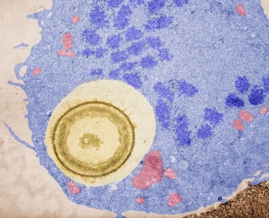 Fagocitosis en acción: un macrófago engullido una célula fúngica
