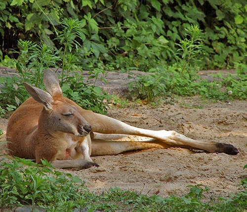A resting kangaroo, image links to Top Question page