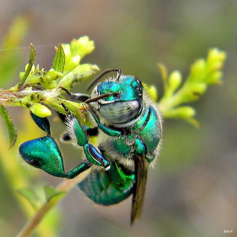 Male Orchid Bees Ask A Biologist