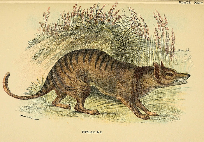 Thylacine drawing 