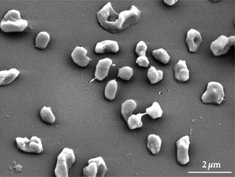 an SEM image of single-celled archaea in grayscale