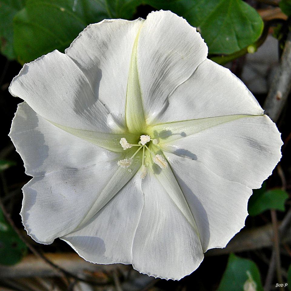 A moon flower, image links to Top Question page
