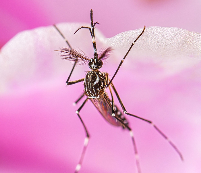 Aedes aegypti mosquito hanging on the underside of a flower petal